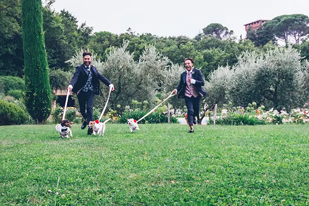 Wedding Dog Sitter